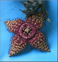 Orbea halipedicola 4 petales mm